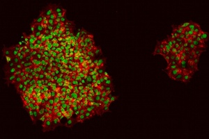 Lab-grown epidermis may offer cosmetic testing alternative