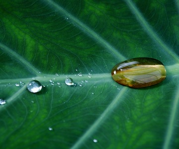 Lachemi launches natural preservative and antimicrobial