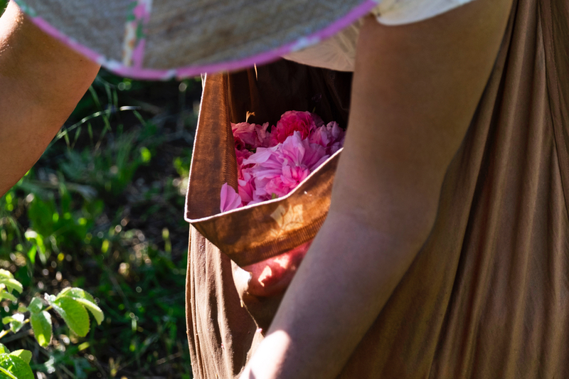 Lancôme heads back to floral beginnings with rose farm acquisition 