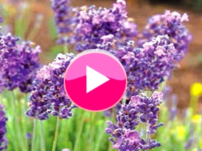 Lavender found to increase inter-personal trust 