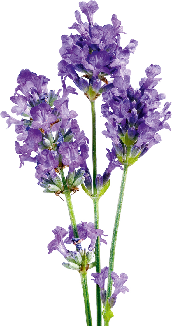 Lavender inspires new ‘sleep beauty’ active from Ashland
