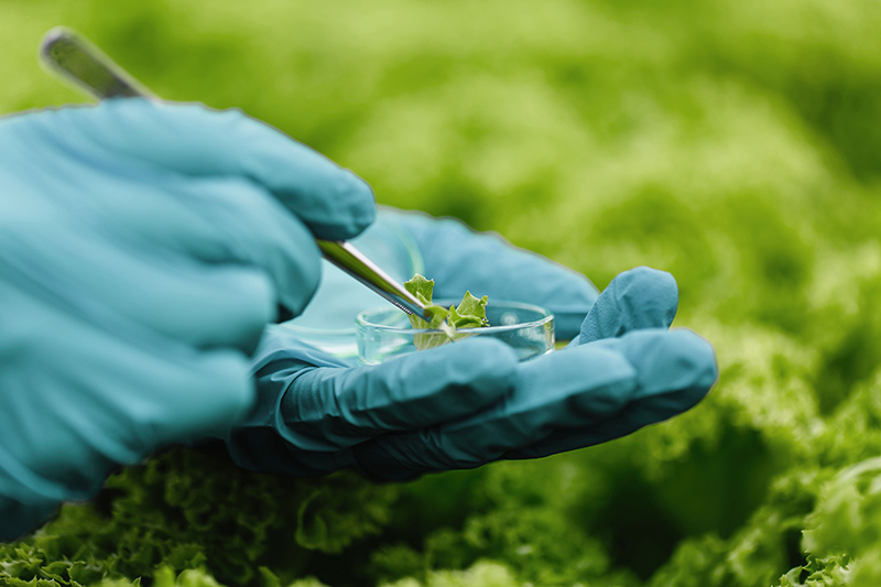LEHVOSS UK and Stearinerie Dubois offer a green approach to silicone alternatives 

