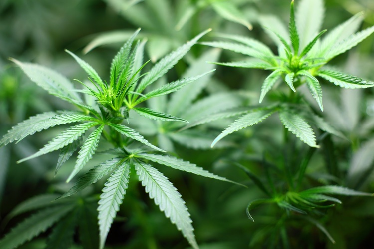 LGC Capital acquires 30% of Swiss cannabis supplier Virdi