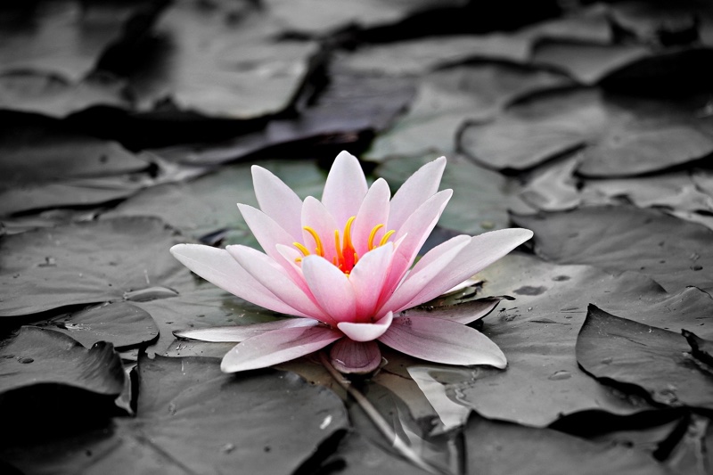 Lipoid Kosmetik launches water lily-based ingredient for hair care
