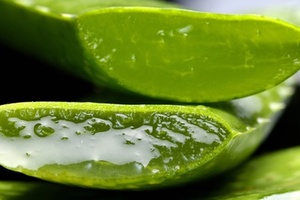 LR Health & Beauty begins work on new aloe vera facility