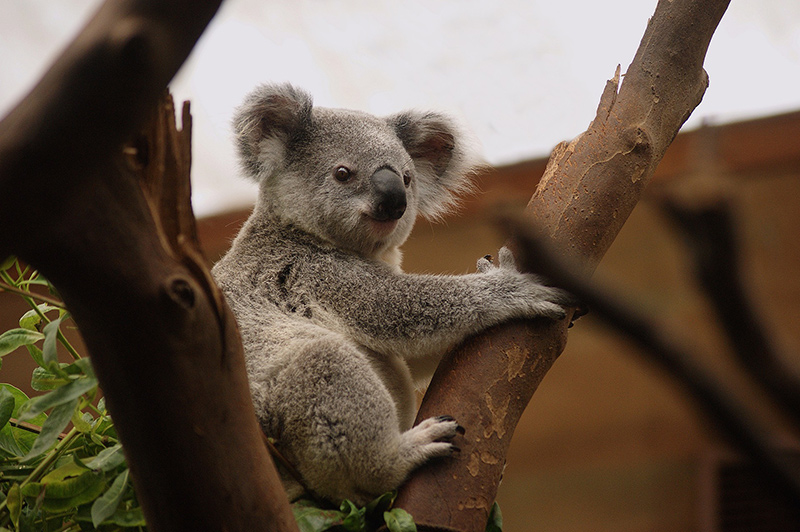 Lucas Meyer Cosmetics join Friends of the Koala to help preserve koalas