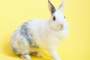 Lush extends anti-animal testing prize to reward political achievement