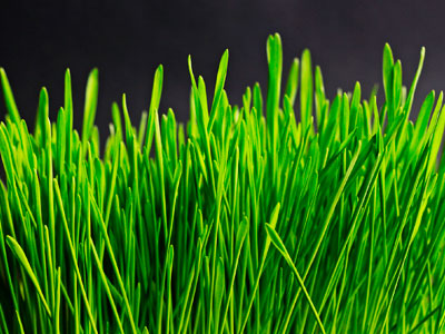 LVMH maisons to contribute to internal carbon fund