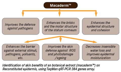 MACADERM™: Firm Skin, Healthy Skin 
