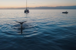 Maison Francis Kurkdjian teams up with Longitude 181 to protect sperm whales