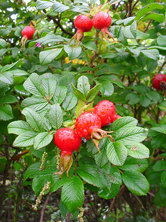 Making life a little rosier with Rose hip oil