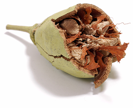 Making the most of the 'tree of life'