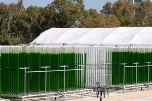 Meet the microalgae wax aiming to replace fossil products