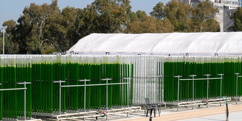 Meet the microalgae wax aiming to replace fossil products