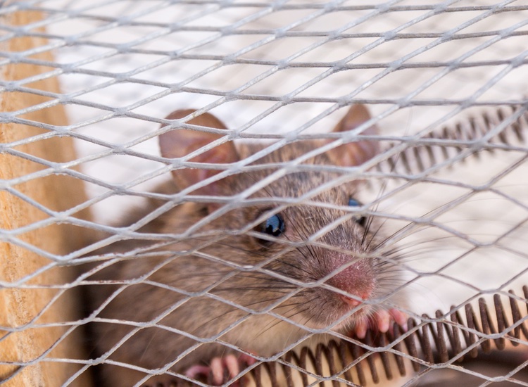 MEPs call for a worldwide ban on animal testing of cosmetics
