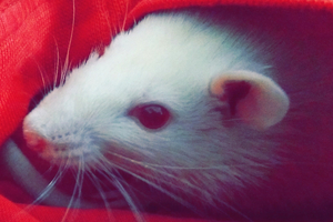 MEPs call on United Nations for global ban of cosmetics animal testing 