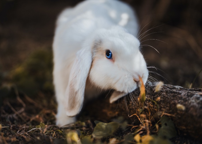 Mexico bill to ban cosmetic testing on animals passes first stage 