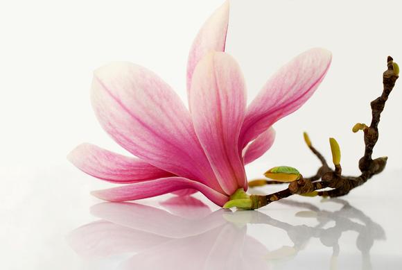 Mibelle Biochemistry addresses skin inflamm’aging