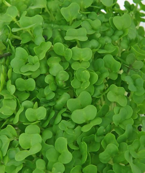 Mibelle extends cress interest to lightening