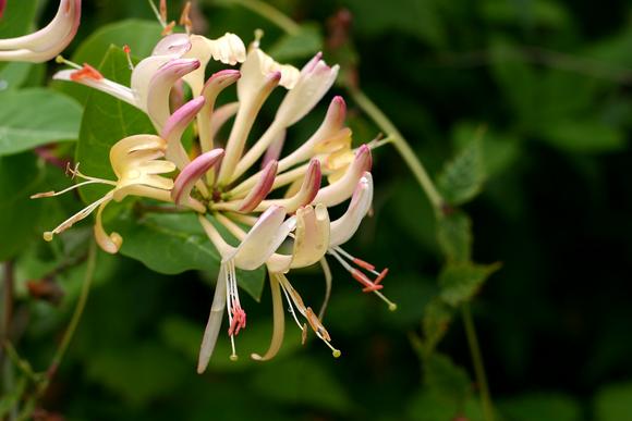 Mibelle finds evidence for TCM claims