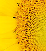 Mibelle launches natural alternative to Q10
