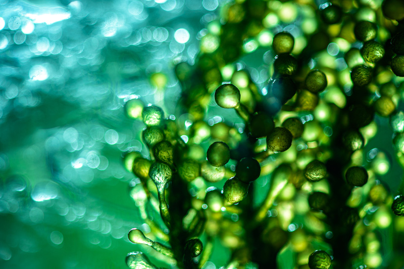 Microalgae could be the future of ‘safer’ sunscreens
