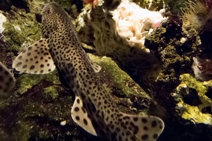 Microplastics discovered in guts of sharks off UK coast
