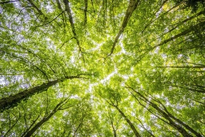 Miller Harris pledges to plant trees for every purchase in sustainability push 

