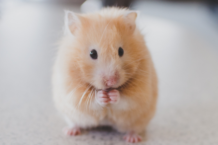 Millions of consumers sign petition to end animal testing 