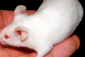 UPDATED: Save Cruelty Free Cosmetics ECI reaches goal of 1 million validated signatures