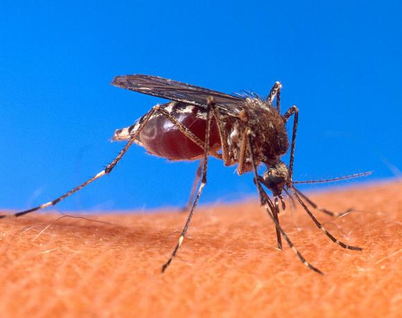 Mosquitoes buzz off
