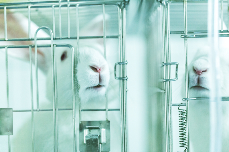 Ending animal testing: how much progress has the beauty industry truly made?