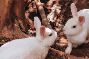 MPs push to move away from animal testing 