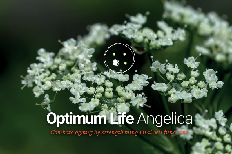 Naolys Angelica cells: From cell functions optimisation to skin rejuvenation
