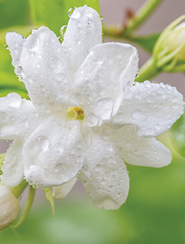 Naolys new plant cell complex fights against sun damage