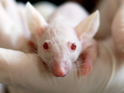 NARS China animal testing petition gains 65,000 signatures
