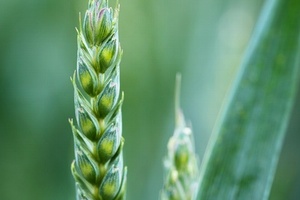 Natur-Tec to distribute Ingeo bioplastic in India