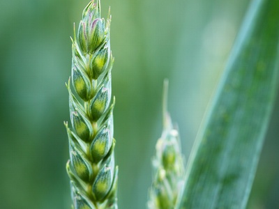 Natur-Tec to distribute Ingeo bioplastic in India