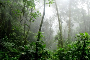 Natura joins Dow’s Project Ybá to support the Amazon rainforest 
