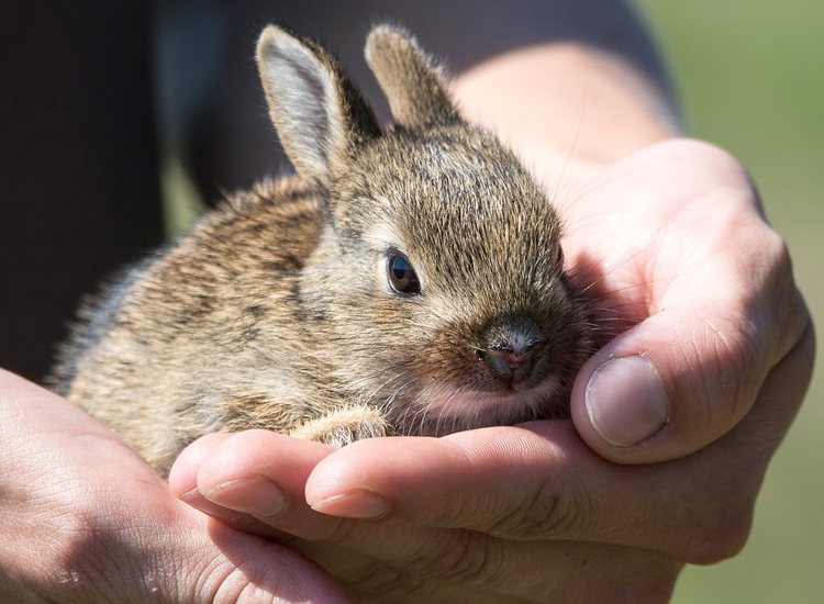Natura receives Leaping Bunny certification from Cruelty Free International