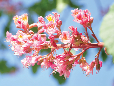 Natural cosmetic ingredients: The skin care edit
