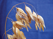Natural oatmeal forms base for high activity