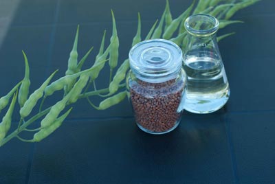 Natural Plant Products Announces Daikon Radish Oil Performs Well Compared to Silicones in Hair Shine Study

