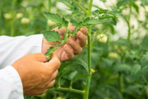 Naturex explores eco-friendly extraction processes
