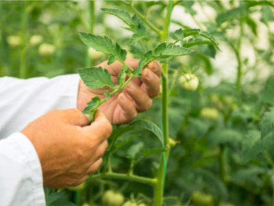 Naturex explores eco-friendly extraction processes
