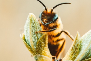 Neal’s Yard Remedies takes Save the Bees campaign to parliament 
