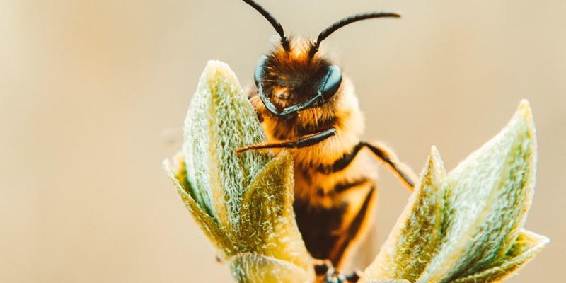 Neal’s Yard Remedies takes Save the Bees campaign to parliament 
