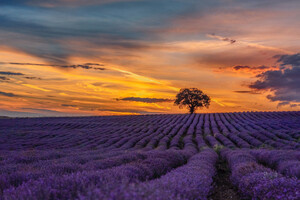 Nearly 100 fragrance and flavour companies sign Sustainability Charter
