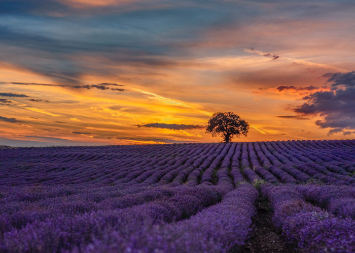 Nearly 100 fragrance and flavour companies sign Sustainability Charter
