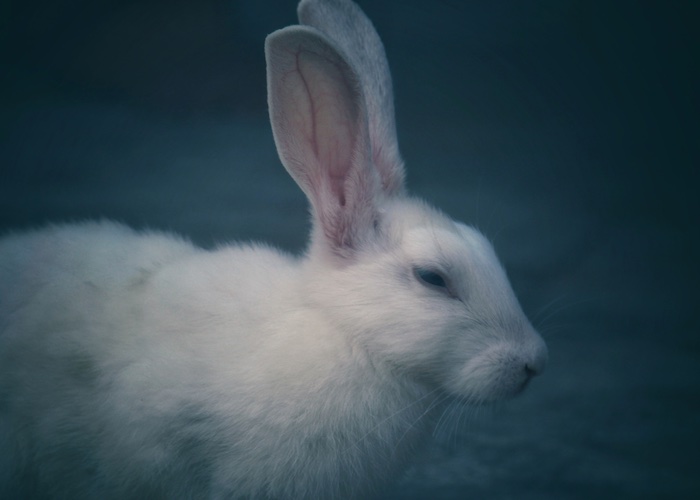 Nevada passes Cruelty Free Cosmetics Act 